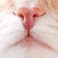 猫の鼻が赤い4つの原因と対処法