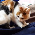 遊びに来た友人に近づいた三毛猫→膝の上に乗ると…思わず嫉妬してしま…