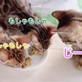 「ミルクがいい！」ちょっとわがままな子猫ちゃん