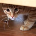 猫が『身を隠してご飯を食べる』3つの理由　考えられる心理やリラックスし…