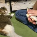 ママがおもちゃをかわいがったら？猫さんはどうするのか検証！