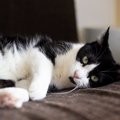 猫に『ストレス』を与えている主な5つの原因　心身への悪影響や負担を減ら…