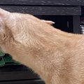 腰が引けた猫→『首から先』を見てみたら…あまりにも違う生物に見える『笑…