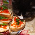 猫はイクラを食べても大丈夫？注意点と食べた時の対処法