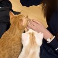 妹が泊まりにやって来ると、家にいた『2匹の猫』が…可愛くてたまらない1日…