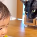 赤ちゃんのことが大好きな兄猫→『つかまり立ち』ができるようになった…