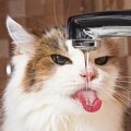 猫の『脱水症状』の原因は？症状・対処法・予防策4つ