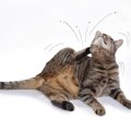【獣医師が解説】猫のノミ・ダニ予防について 予防薬の選び方からよく…