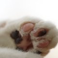 猫は『肉球のカラー』で性格が変化するって本当？3つの種類別に見る個性の…