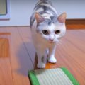 あら不思議！猫ちゃん専用の空飛ぶ絨毯？！