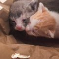 紙袋で捨てられていた2匹の赤ちゃん猫…2ヶ月後の『立派に成長した姿』…