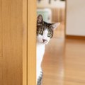 猫が『心を開いていない』と感じたら…考えられる4つの理由　心の溝を埋め…