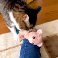 お気に入りのぬいぐるみを運ぶ猫→飼い主の足の上に…想定外な『ほっこ…