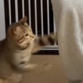 飼い主さんが寝室に行こうとすると、猫が…あまりにも可愛すぎる『引き…