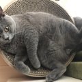 猫に甘えて欲しい飼い主が心がけるべき３つのこと