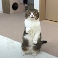 飼い主さんを呼ぶパパ猫さん！息子猫くんがしていたこととは？