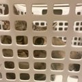 猫が『カゴに入りたがる』4つのワケ　猫用カゴを選ぶなら、どんなタイ…