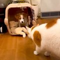 猫は『生後2ヶ月の子犬』が突然やってきたら…可愛すぎる結末が35万200…