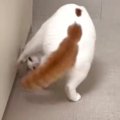 ３連続で前転を披露する猫…あまりにも『綺麗な動き』がスゴすぎるとSN…