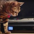 DVDレコーダーを開けたいにゃ！朝も夜も諦めない猫さん