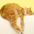 幸せだニャア…『幸福な猫』にだけ見られる3つの特徴・行動　よりハッ…