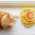 茶白の猫はどんな種類がいる？性格と飼い方