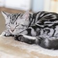【獣医師監修】アメリカンショートヘアの毛色の種類｜人気色・珍しい色や…