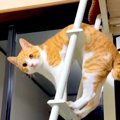 ハシゴから降りられない猫→観察してみたら…あまりにも愛おしい『困惑…