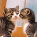 2匹の保護子猫→1匹がママの『膝の上』で甘え始めると…キュンとくる光景が1…