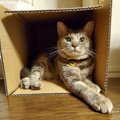 猫が飼い主といるときに空気を読む瞬間５つ