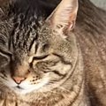 袋に水を入れて作る『流行りのおもちゃ』を猫にあげたら…予想外すぎる…