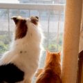 小さい頃から猫といっしょに暮らした犬→まさかすぎる成長を遂げた『現…