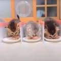 子猫のご飯の奪い合いを防ぐために柵を作った結果…『無邪気な反応』が…