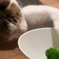 ブロッコリーの入っているお皿に前足を伸ばした猫…真剣に取ろうとする様子…