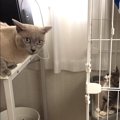 怒る先住猫と気にしてない子猫！記念すべき初対面の様子