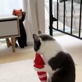 エビのぬいぐるみで遊んでいた猫が『レッサーパンダのぬいぐるみ』に…