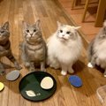 猫が『集会』を開く３つの理由。参加条件や開催時間に迫る！