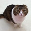 「大丈夫？」ママさんを心配するやさしい猫くん