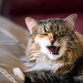 猫が『ストレス』を感じてしまう原因8選　放置してはいけない理由や見逃せ…
