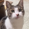 おやすみ前に猫と1日の振り返り→『いい子にしてた？』と聞くと…完璧な…