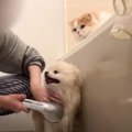 犬のことをシャンプーしていたら、弟想いの猫が…素敵すぎる光景に「な…