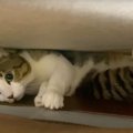 ストップ爪とぎ！猫ちゃんの悪行を阻止！？