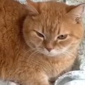 赤ちゃんの寝床を気に入った猫→隙あらばくつろぎ始めて…『可愛すぎる光景…