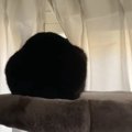 帰宅後、窓の外を眺める猫に声をかけてみると…想像以上に『可愛すぎる反応…