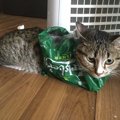 猫をほったらかしにするとおこりがちな事件５つ