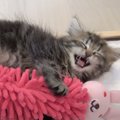 子猫が寝言いいながら起きたと思ったら、次の瞬間…思わず頰が緩む『まさか…