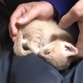 膝の上で寝ていた子猫→そっとおろされると…4700万再生された『涙が出るほ…