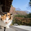 『寿命が長いと言われる猫種』5選　それぞれの特徴や考えられる長寿の…