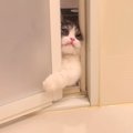 長風呂をしていたら、『待ちきれなくなった子猫』が…あまりにも可愛す…
