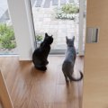 室内飼いしている猫同士でも縄張りはある？一緒に暮らす時注意したい事